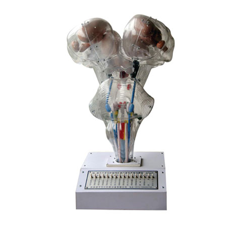 腦、腦水平切、腦神經(jīng)核立體關系電動模型